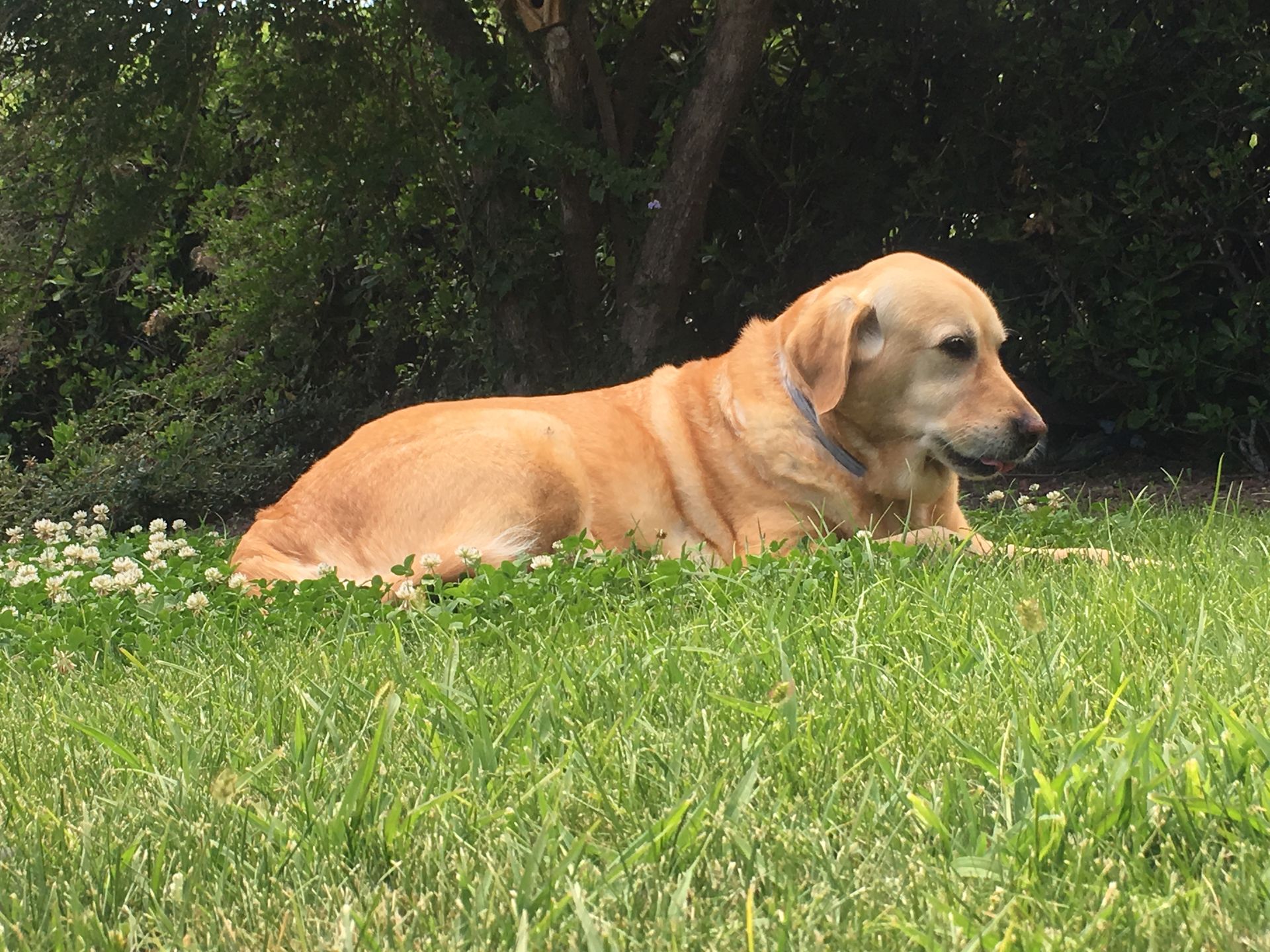 Pet friendy Hotel Diano Marina