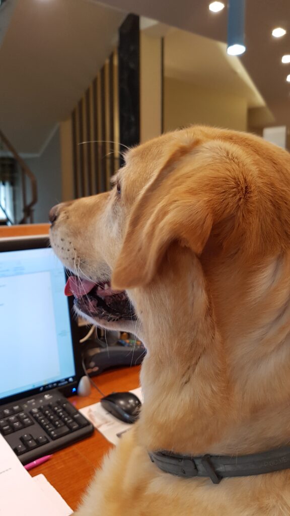 Pet friendy Hotel Diano Marina Pet friendy Hotel Diano Marina