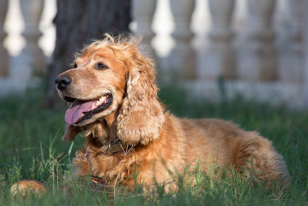 Pet friendy Hotel Diano Marina Pet friendy Hotel Diano Marina